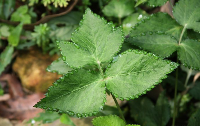 是伞形科鸭儿芹属的多年生草本植物.