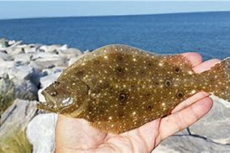  p>美宝鱼,它是美国大西洋牙鲆,又名犬齿牙鲆,英文名为summer flouder