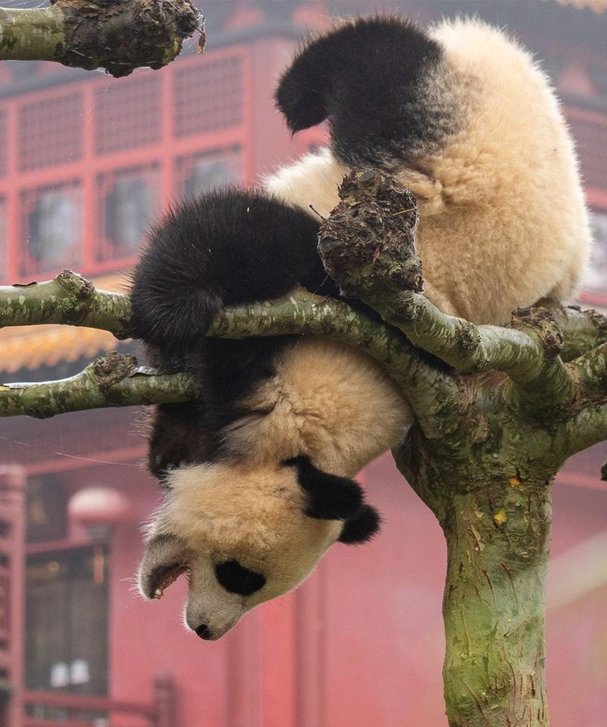  p>大熊猫梵星,雌性,2020年5月1日出生在荷兰欧维汉动物园,母亲是 a