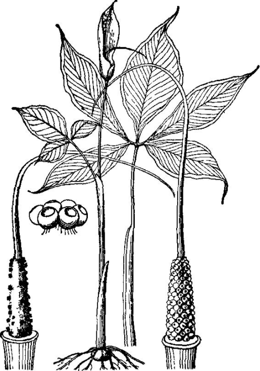 li)是天南星科天南星属植物. /p>