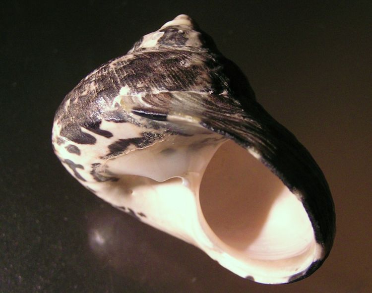  p>西印度洋钟螺(学名: i>cittarium pica /i>):是百慕大岩石海岸线上