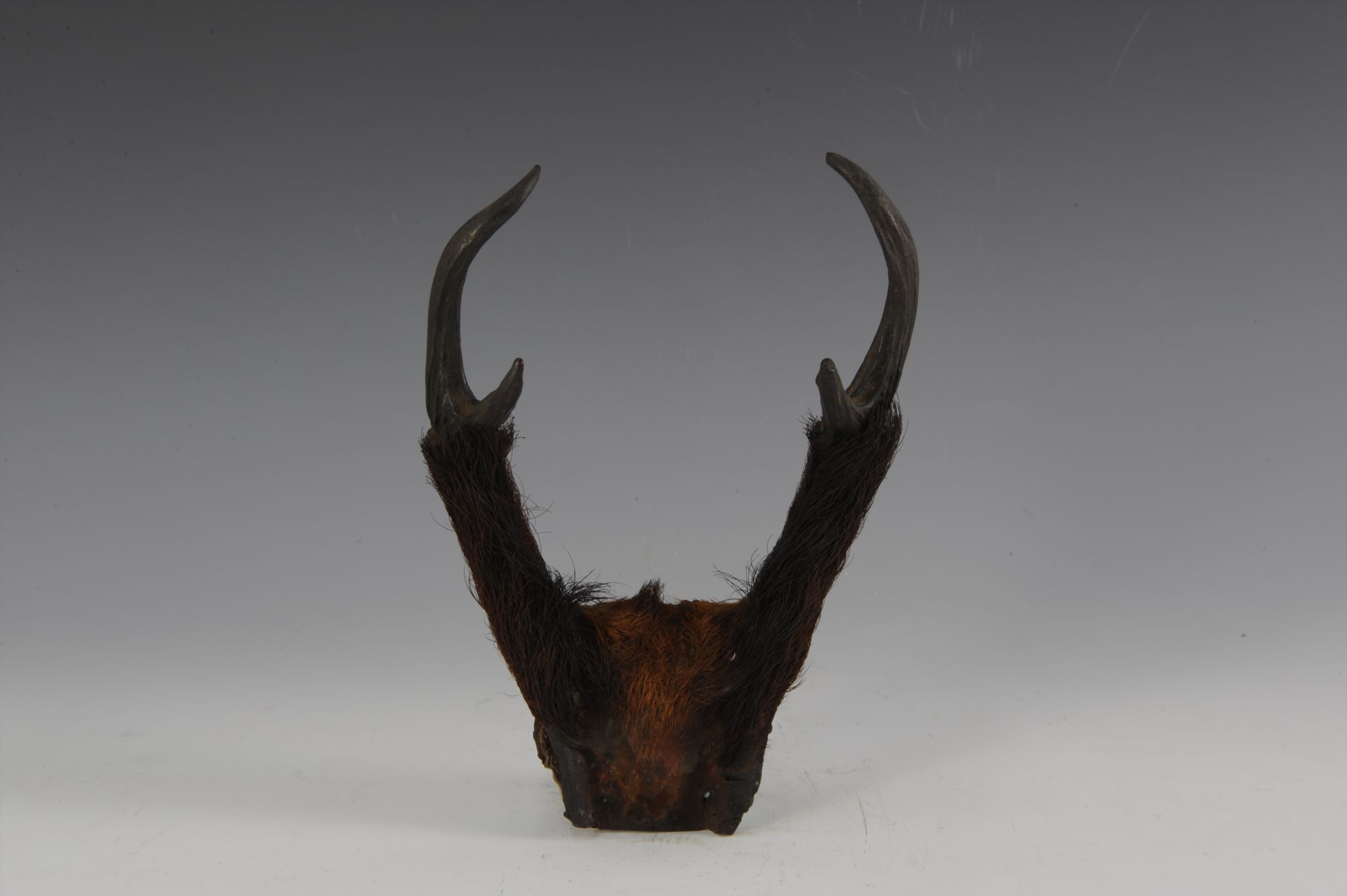 现代黎族黄羊角