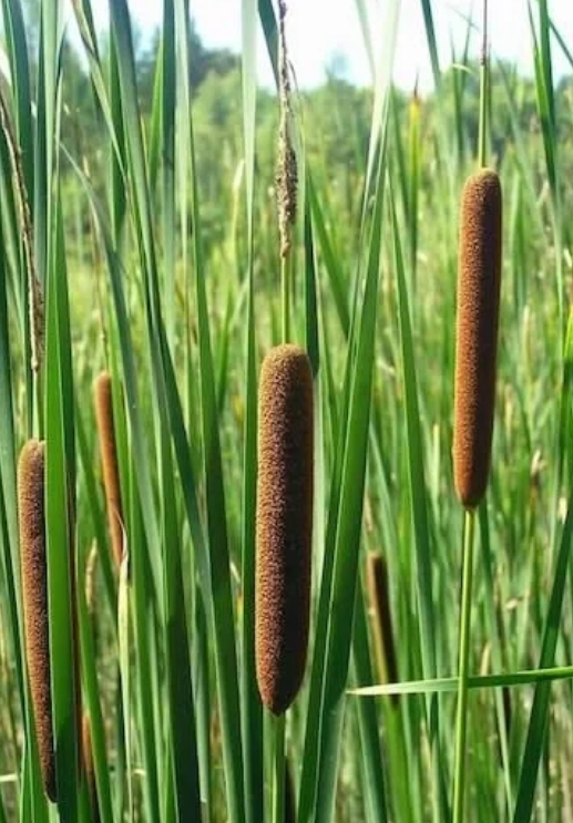 毛茎水蜡烛
