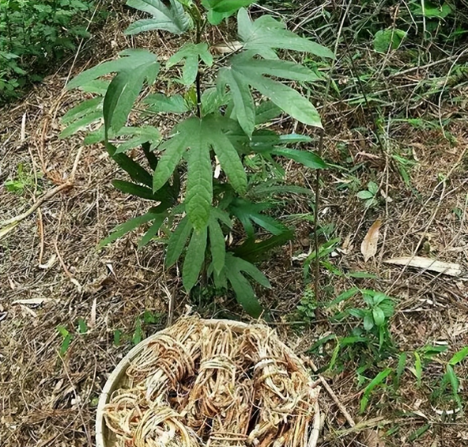 七指毛桃根