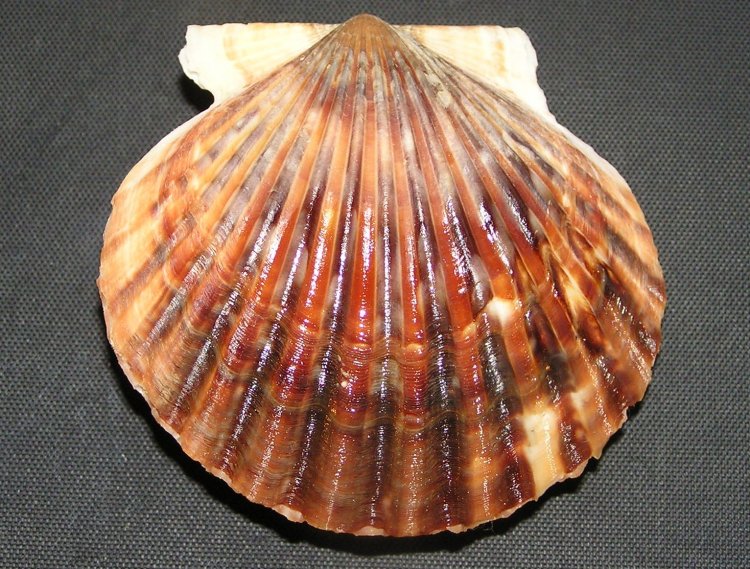  p>海湾扇贝(学名: i>argopecten irradians /i>)是扇贝科,海湾扇贝属