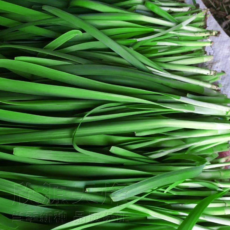  p data-id="gn2vq1mf4a">北方常用的软化栽培韭菜品种 /p>