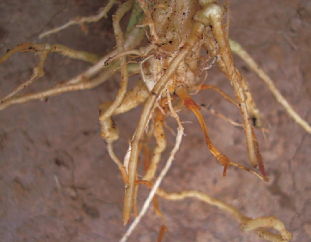 黄瓜腐霉根腐病