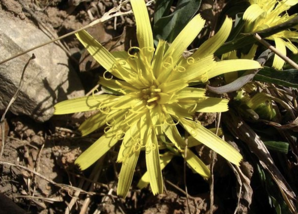 et krasch. ex lipsch.),别名老虎嘴,为菊科多年生草本,高5-50厘米.