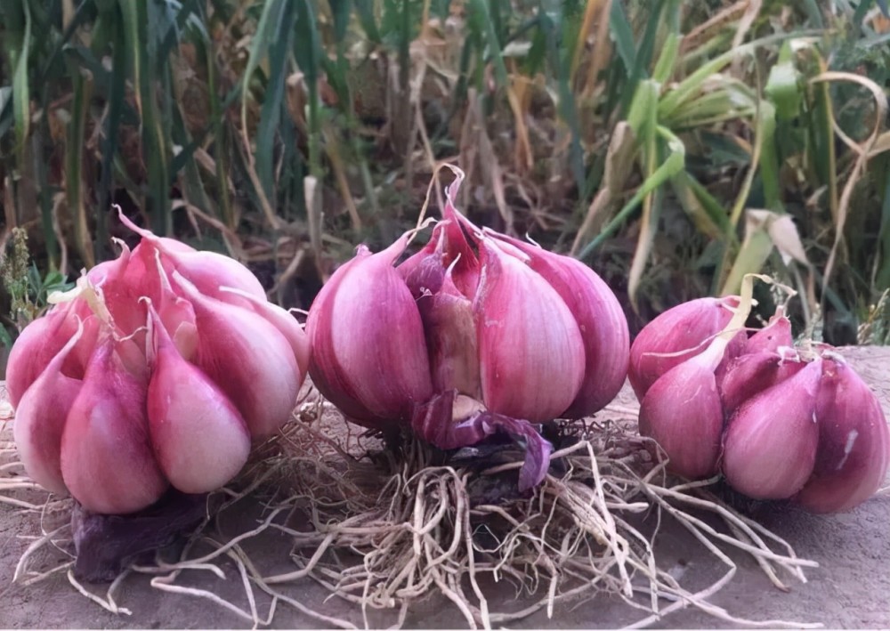 应县紫皮蒜