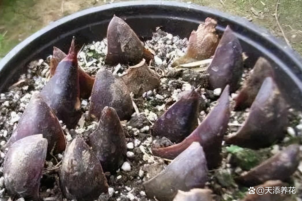 分小鳞茎和鳞片扦插，两种百合繁殖最常用的方法_百科TA说