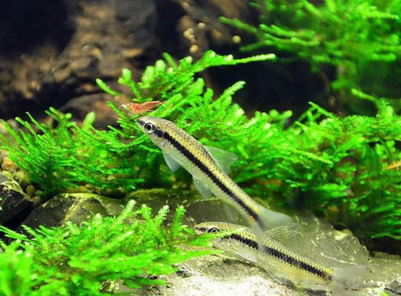 藻类：它的一个器官竟然是人类文明的开端_百科TA说