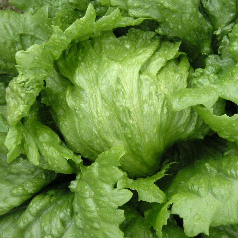  p>"金优1号"结球生菜是从上海银龙蔬菜种子场 a target="_blank"