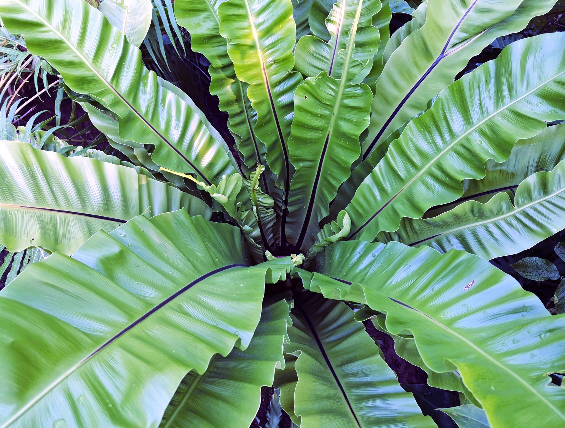  p>巢蕨(学名: i>neottopteris nidus /i> (l.) j. sm.