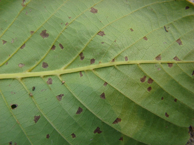  p>桑褐斑病是一种真菌传染病,又称"焦斑病"或"烂斑病",是由桑粘隔孢