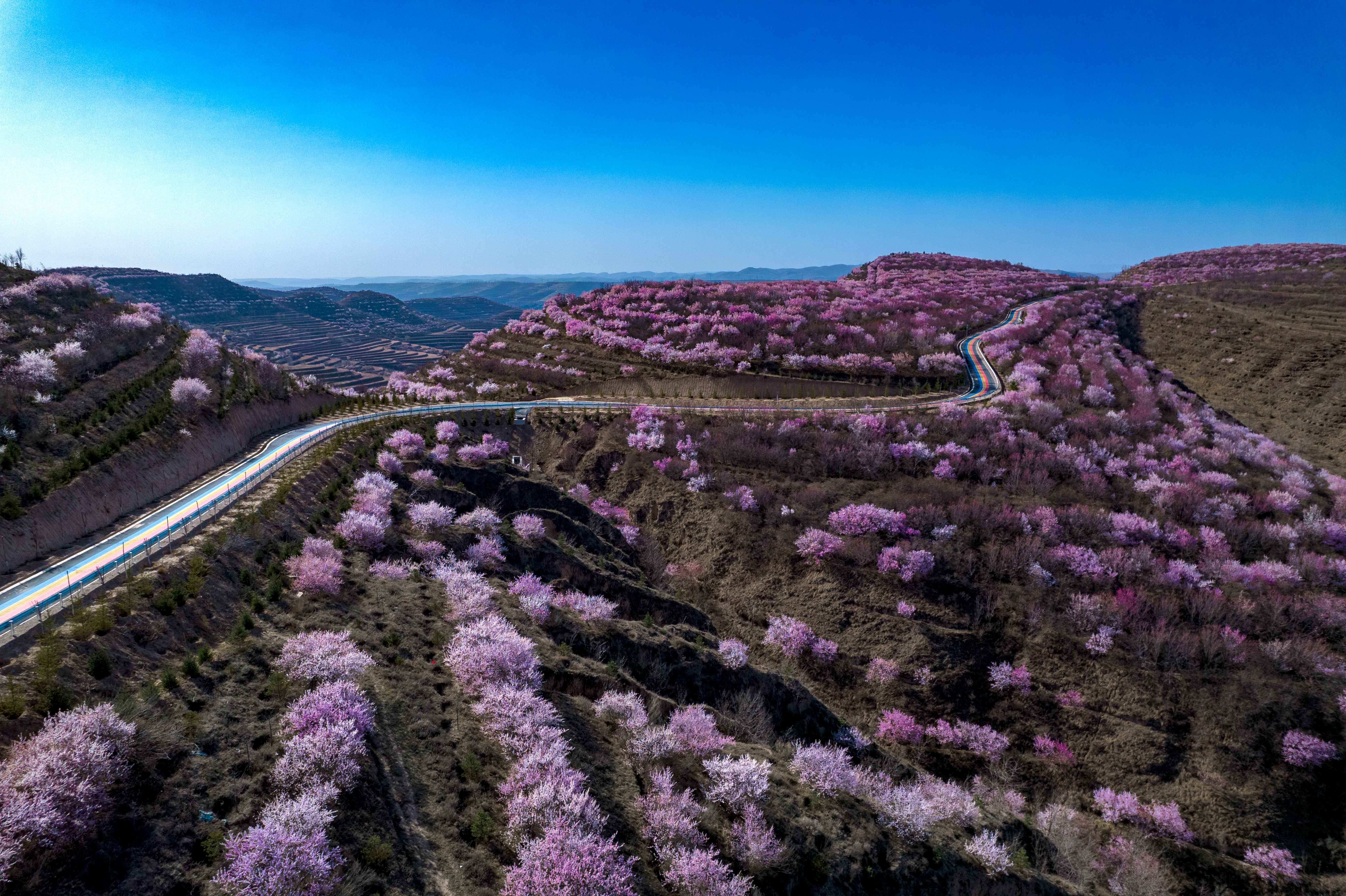 宁夏彭阳山花旅游节