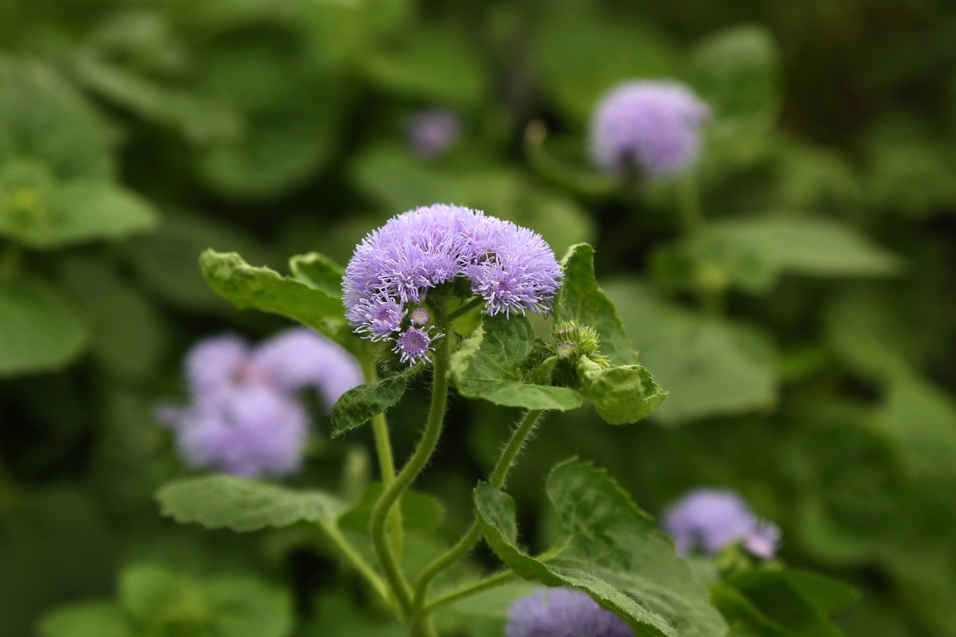 一年生草本,高50-100厘米,有时又不足10厘米.