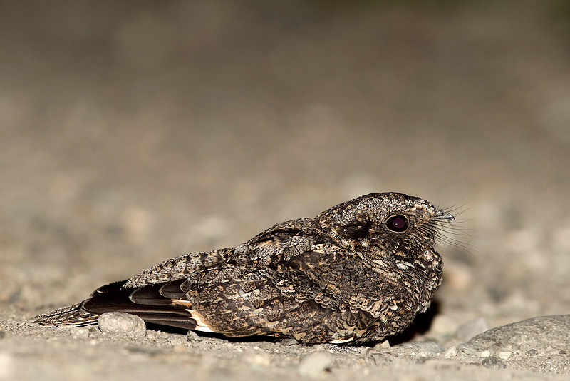 斑翅夜鹰