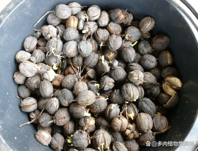 毒性很大，果子不能摘，告诉孩子别误食，如今是生物能源，珍贵！_百科TA说