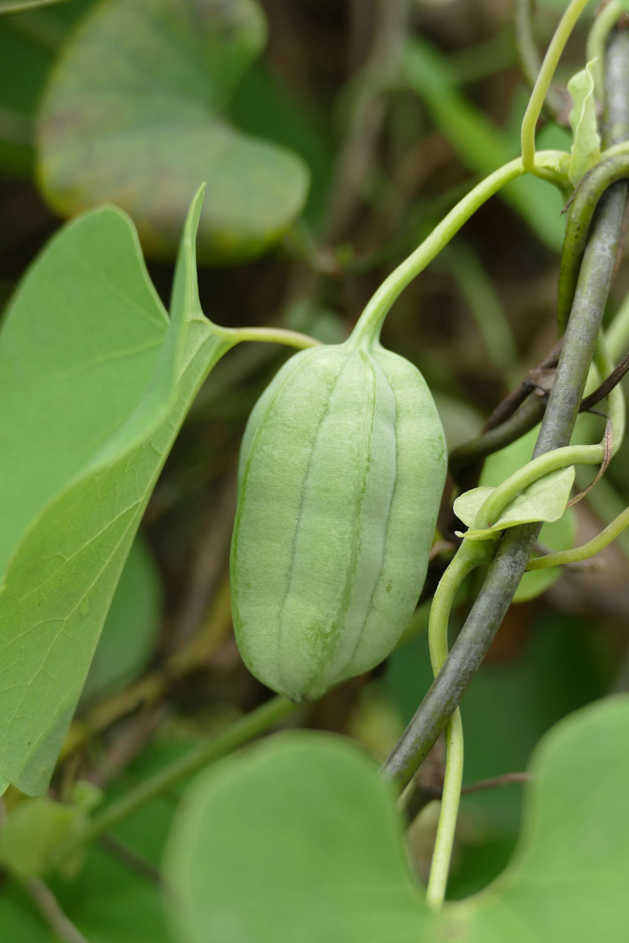 是马兜铃科马兜铃属植物,根圆柱形;茎有腐肉味;叶卵状三角形,长宰状