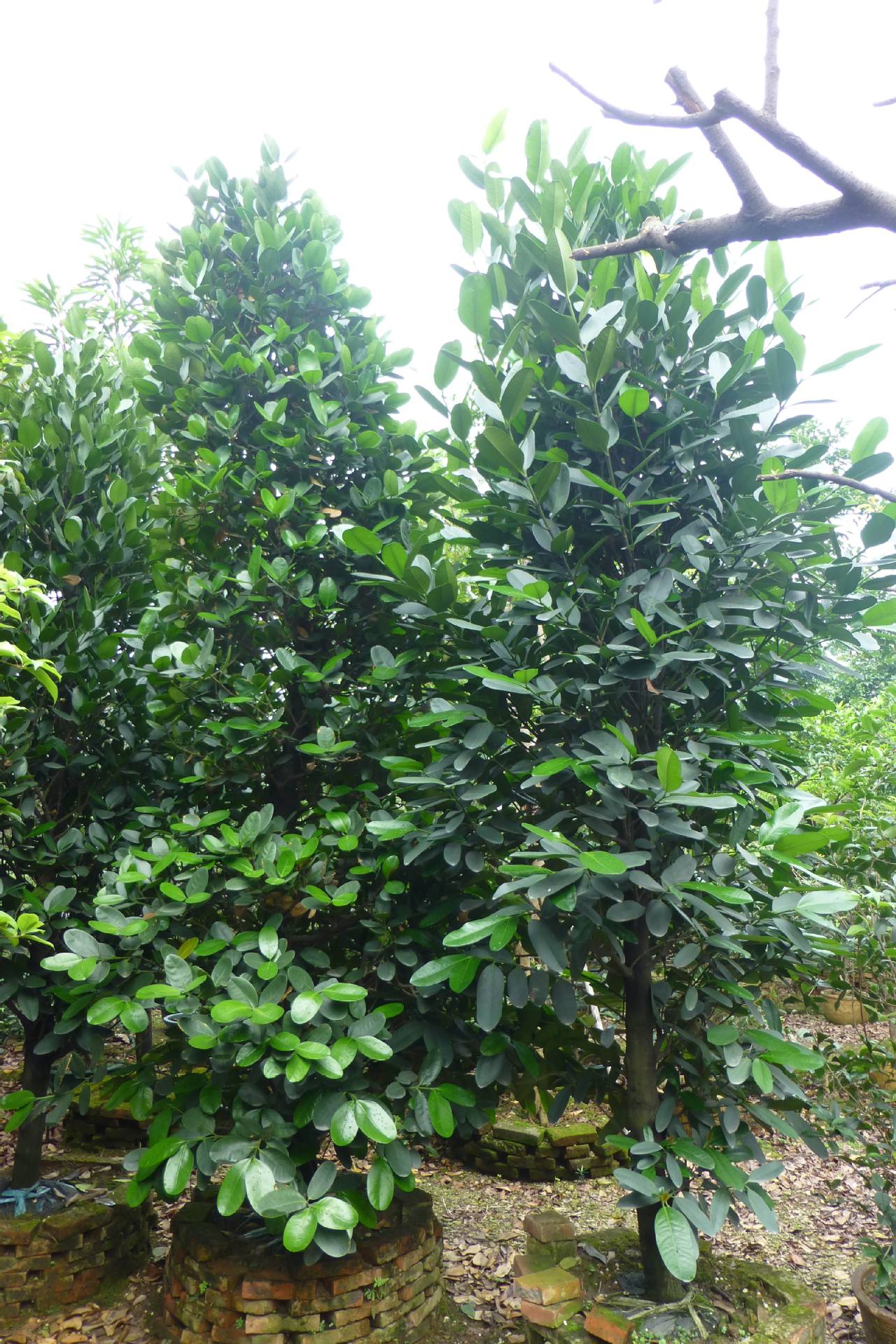 菲岛福木海南个体003