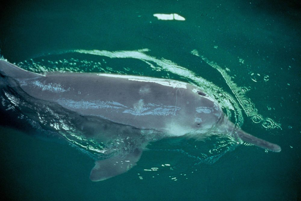  p>白鱀豚(学名: i>lipotes vexillifer /i>):是哺乳纲,鲸目的一种水