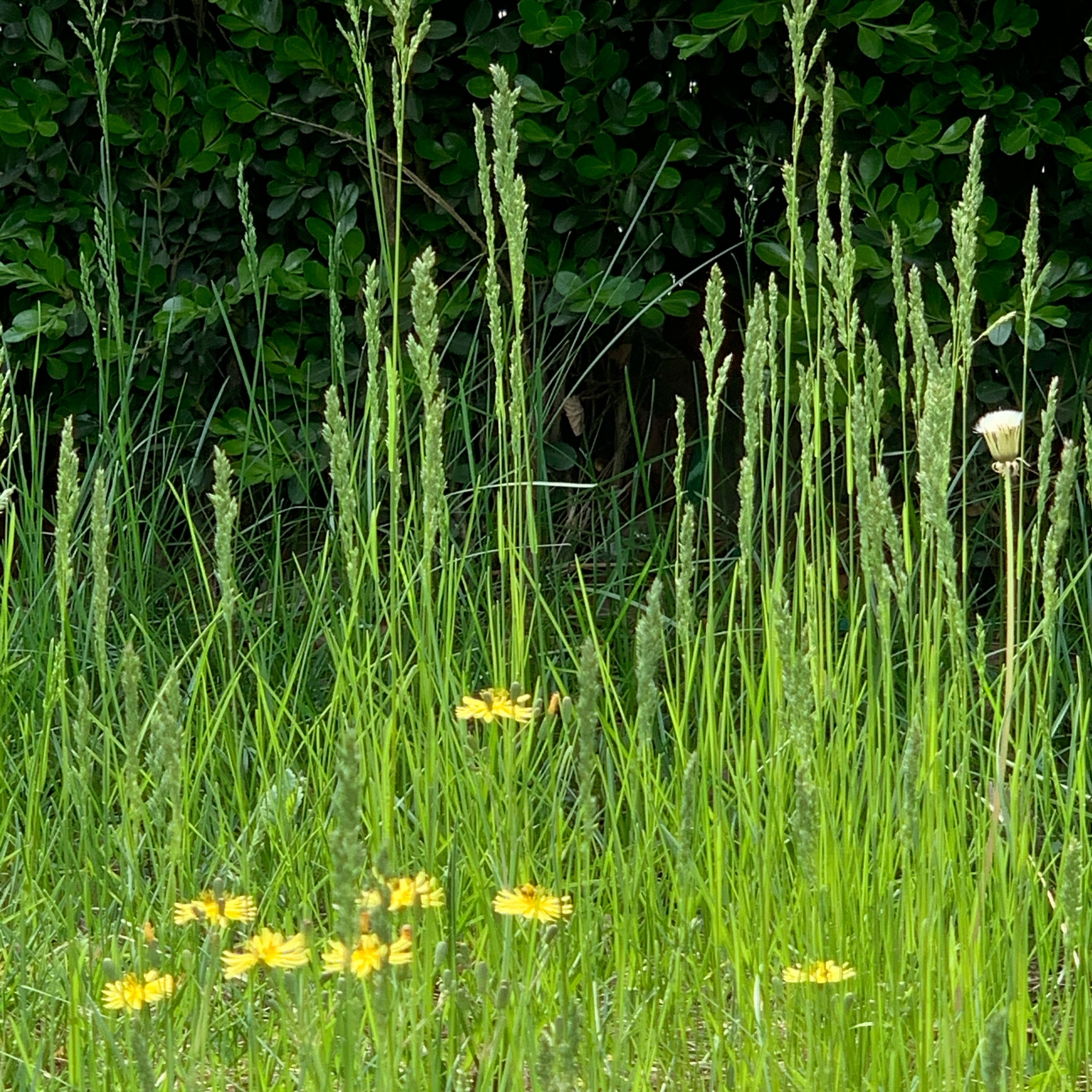 是禾本科,羊茅属多年生草本植物.