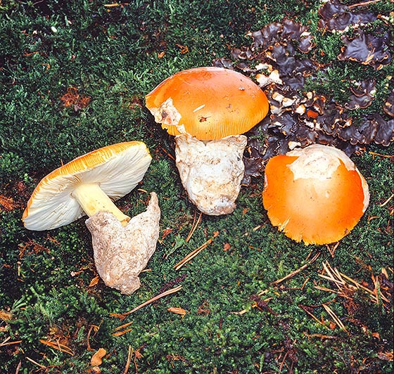  p>白橙盖鹅膏菌,  i>amanita caesarea /i> (persoon, 1801),是伞菌