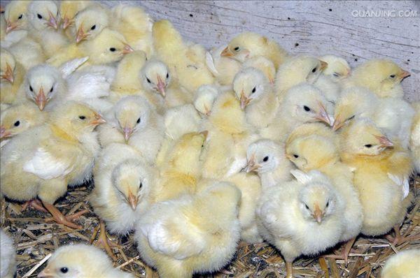  p>小鸡是鸡雏的通俗叫法,鸡雏就是鸡的幼崽,从 a href="#" data