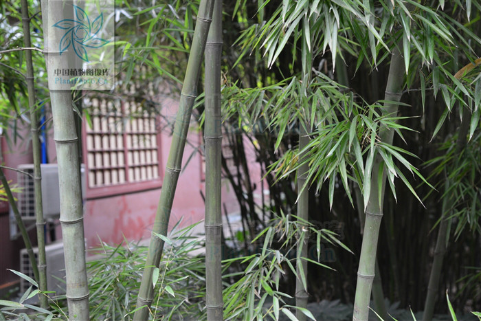  p>高节竹(学名: i>phyllostachys prominens  /i> w. y.