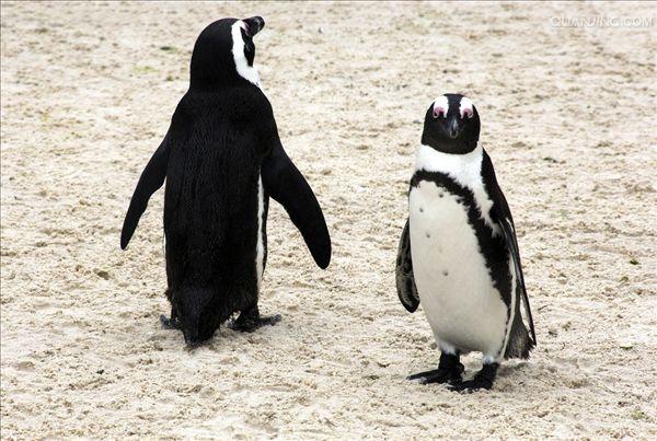 black-footed penguin