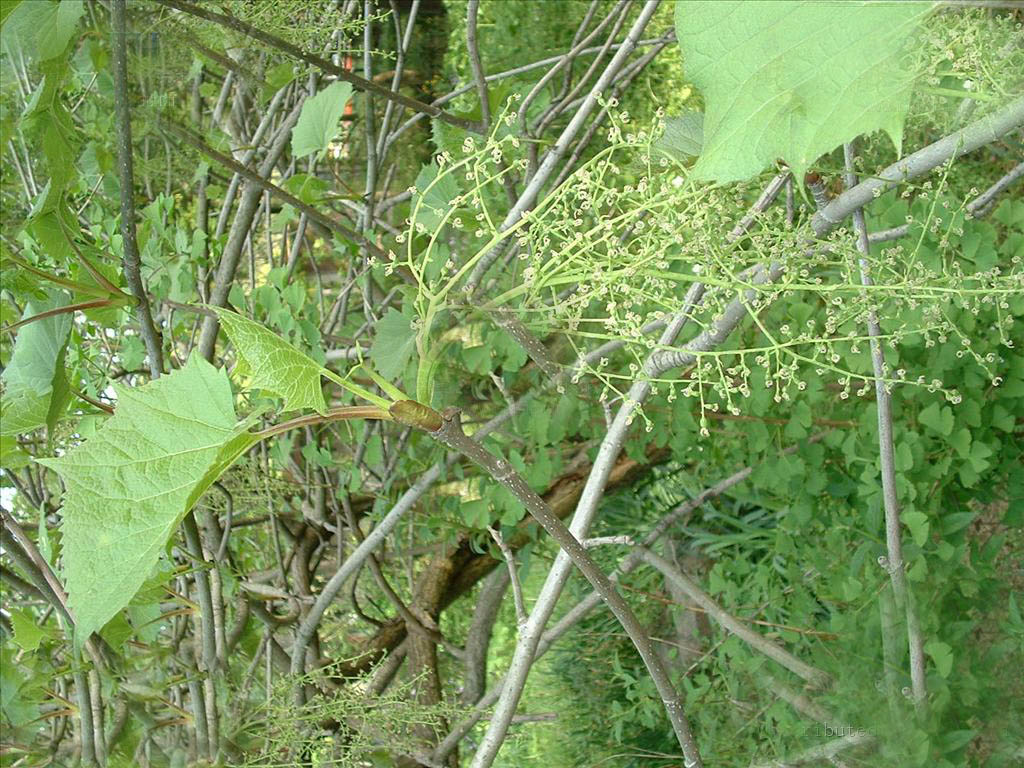  p>鞘柄木是 a target="_blank" href="/item/鞘柄木属/8494484" data