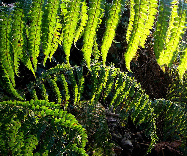  p>刺叶鳞毛蕨(学名: i>dryopteris carthusiana /i>  (vill.) h.p.