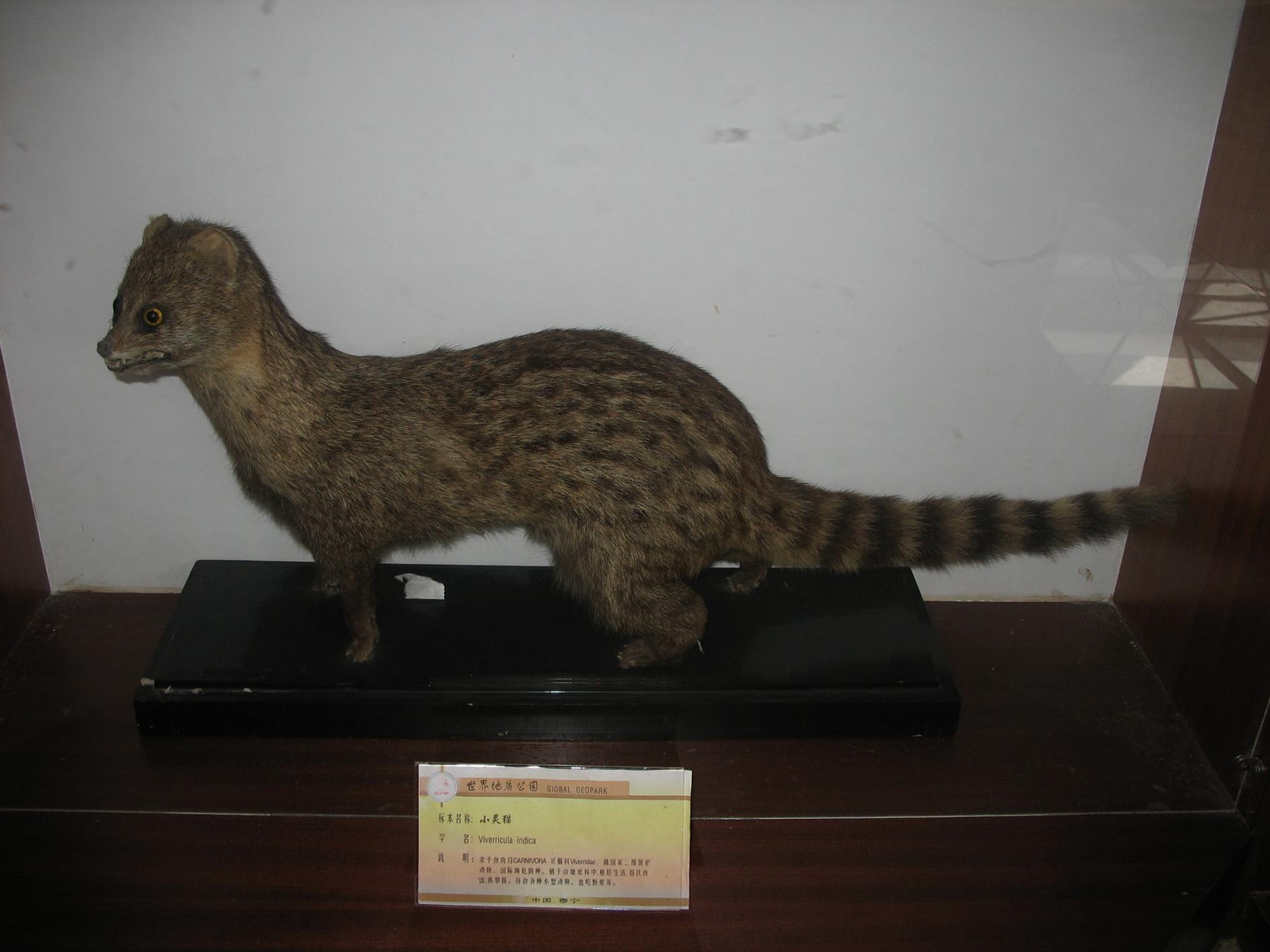 小灵猫台湾亚种