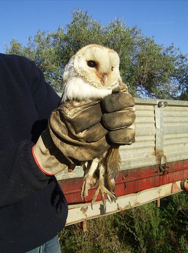  p>仓鸮撒丁岛亚种(学名: i>tyto alba ernesti /i>)是仓鸮的 a
