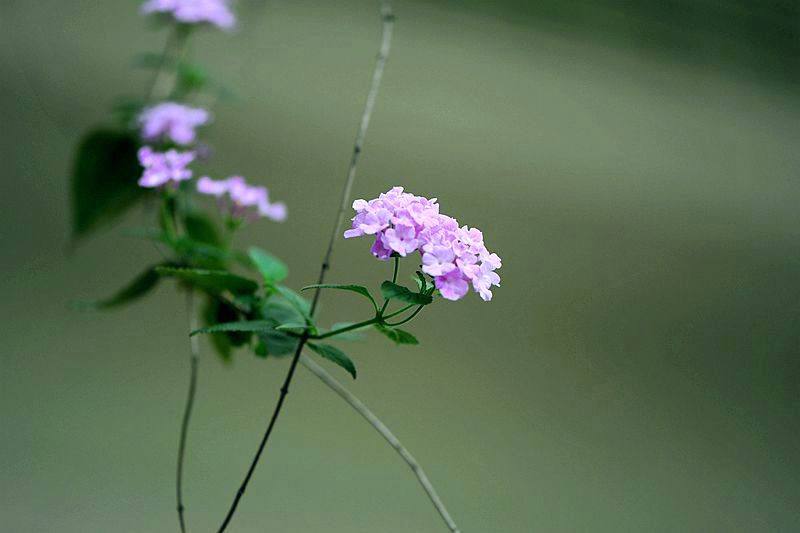  p> a target="_blank" href="/item/紫花丹/2228284" data-lemmaid="