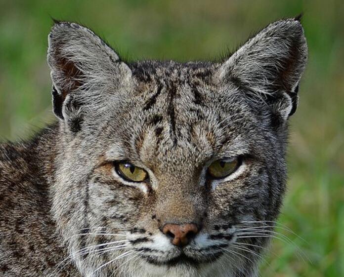  p>短尾猫 a href="#">加利福尼亚 /a>亚种(学名: i>lynx rufus