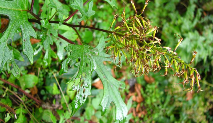  p>蟹甲草(拉丁学名:parasenecio forrestii)为 a data-lemmaid="