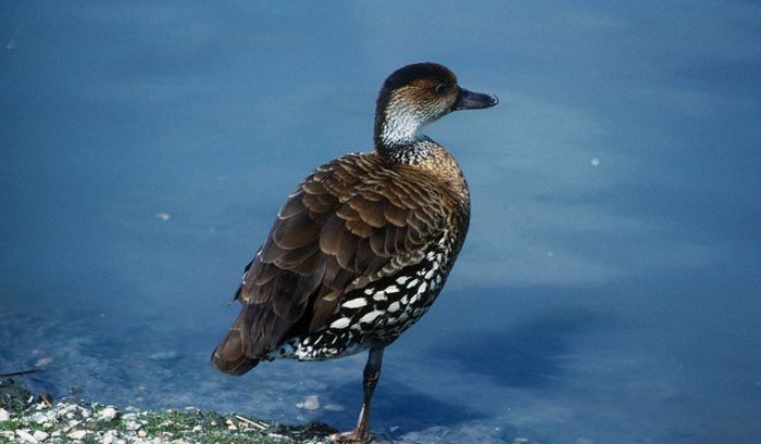  p>西印度树鸭(学名: i>dendrocygna arborea /i>)为 a href="#">雁形