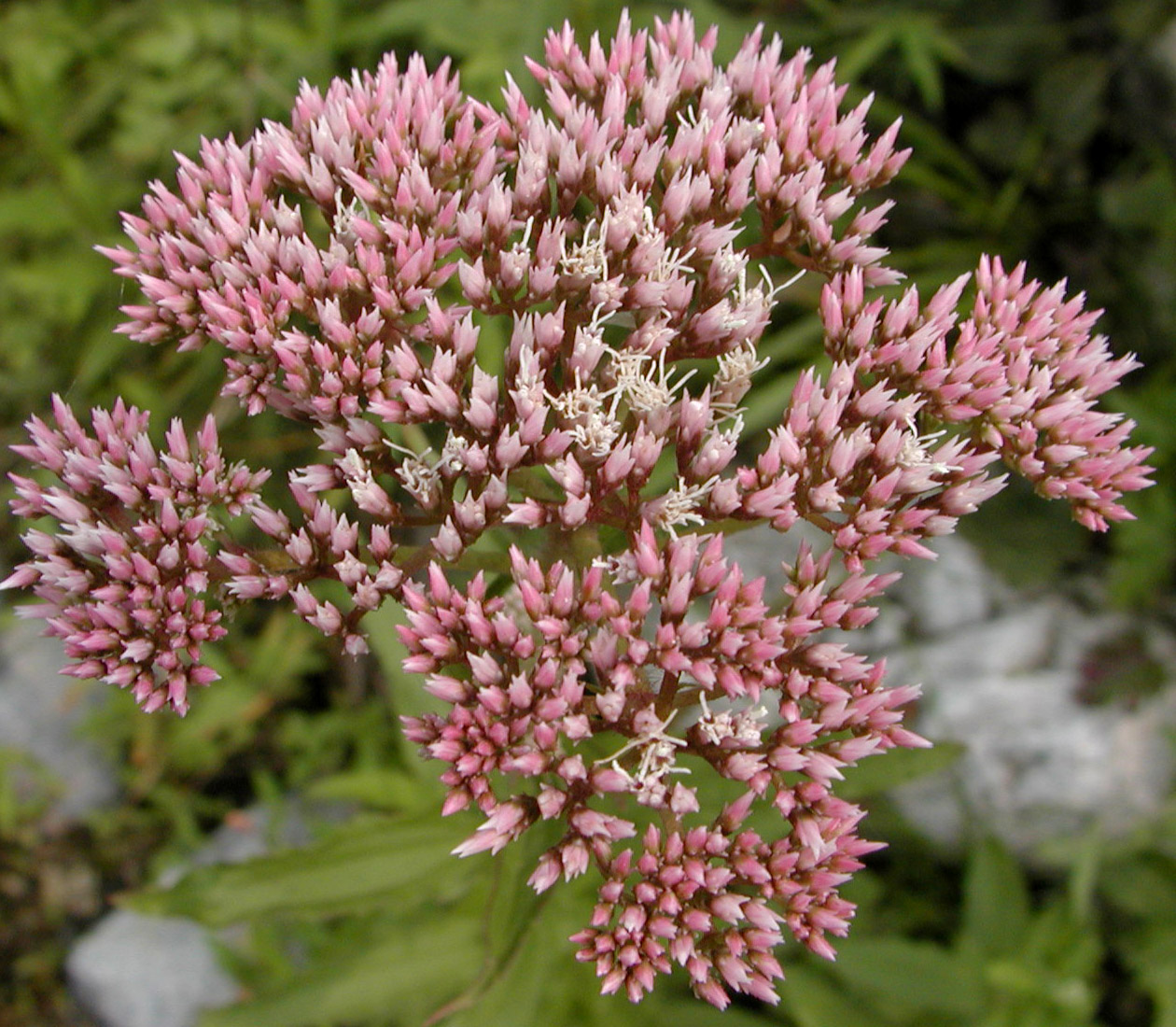 是菊科风毛菊属草本植物;茎无翼,稀有翼,疏被柔毛及金黄色腺点;基生