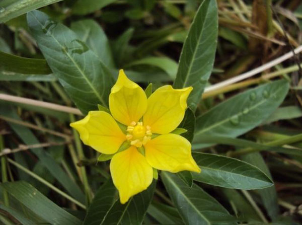  p>黄花水龙是生长在浅水的多年生浮叶植物,长可达5公尺,以不定芽繁殖