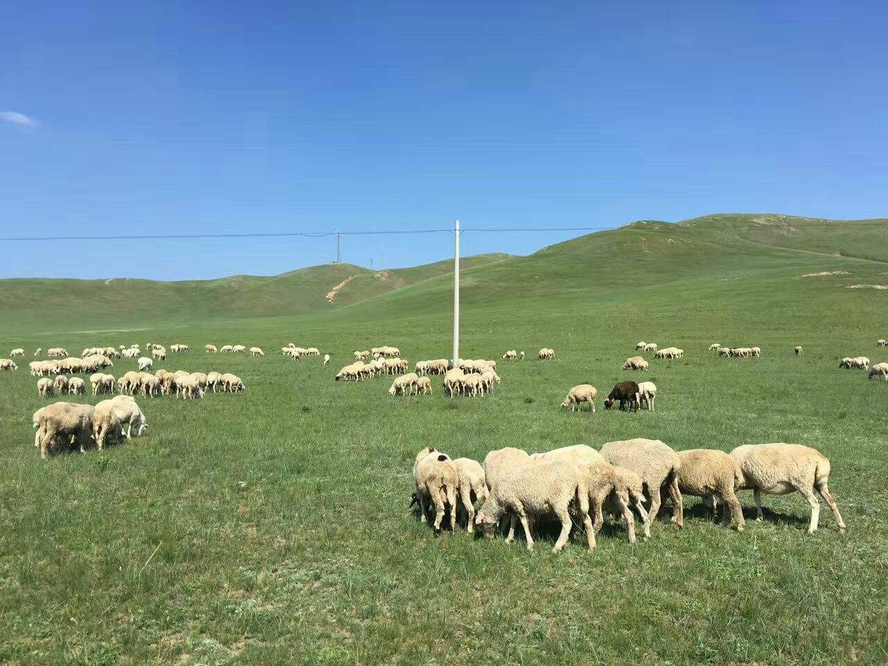 白音锡勒牧场