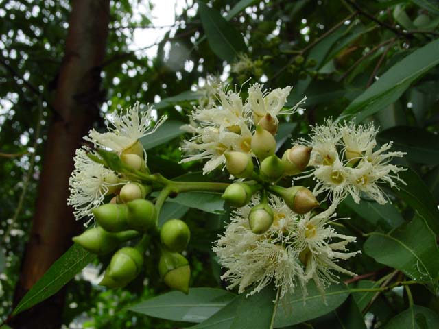  p>桃金娘科(学名:myrtaceae)是桃金娘目下的一科.