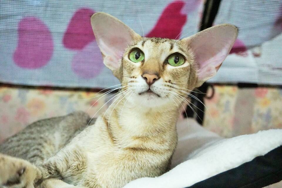  p>东方短毛猫 a href="#" data-lemmaid="33216">活泼 /a>好动,好奇