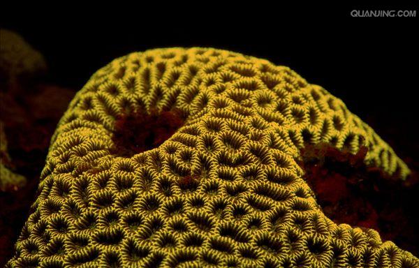 具有钙质骨骼的 a href="#" data-lemmaid="1656626">六射珊瑚 /a>