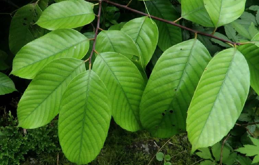  p>钩锥(学名: i>castanopsis tibetana /i> hance)是壳斗科,锥属 a