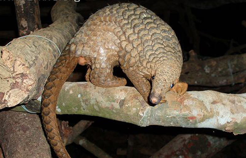  p>马来亚穿山甲(学名: i>manis javanica /i>):头体长40-65厘米,尾长