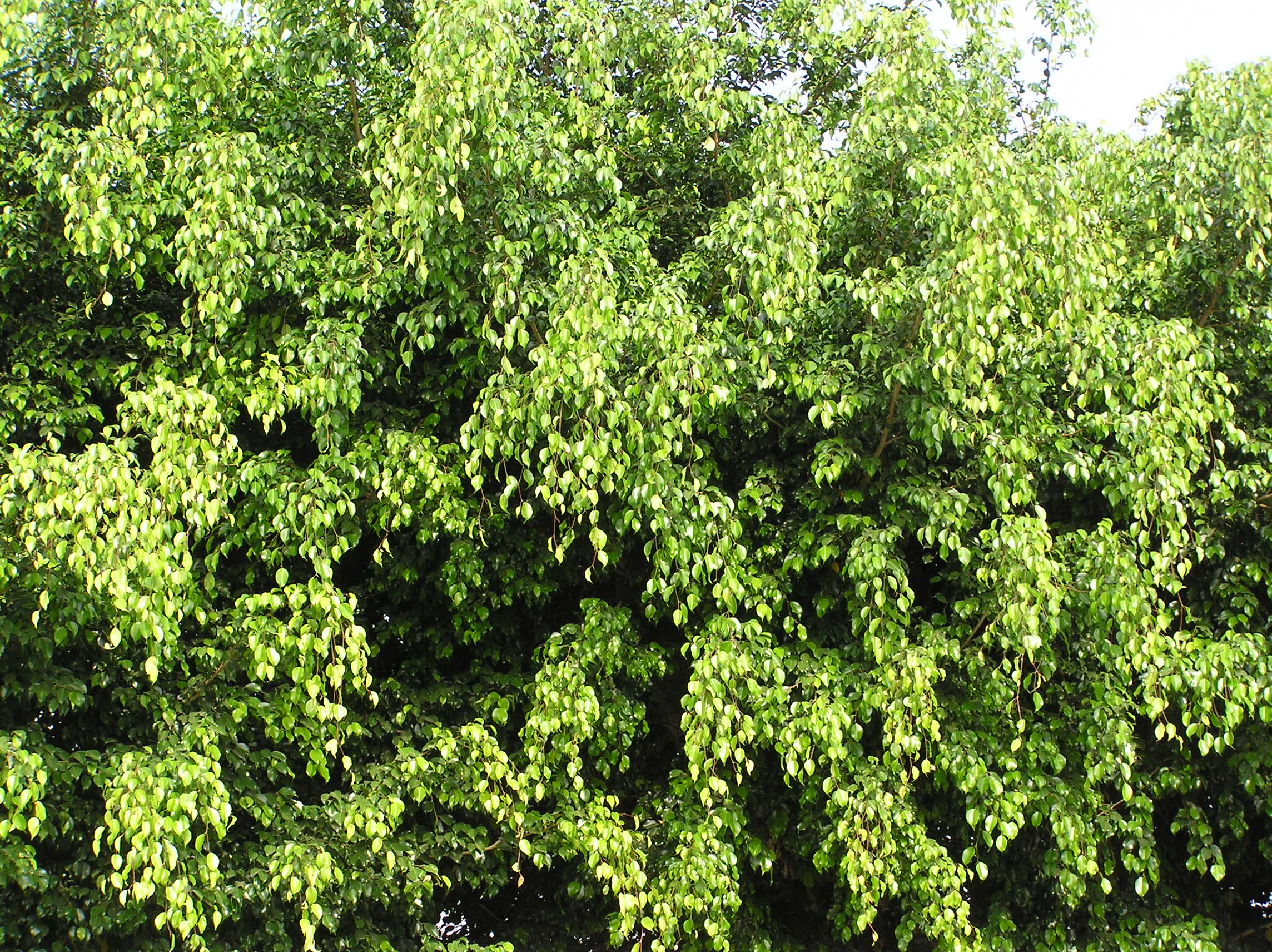  p>垂叶榕(学名: i>ficus benjamina  /i>l.)桑科植物.