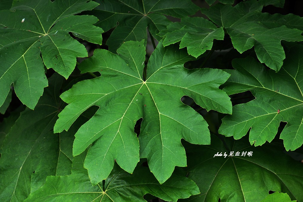 k. koch)是五加科通脱木属植物.