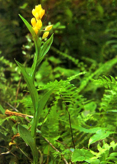 chen)是兰科,金佛山兰属地生 a target="_blank" href="/item/草本