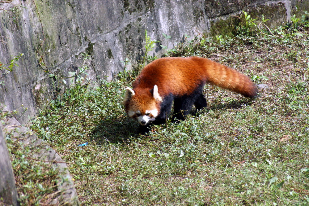 小熊猫指名亚种